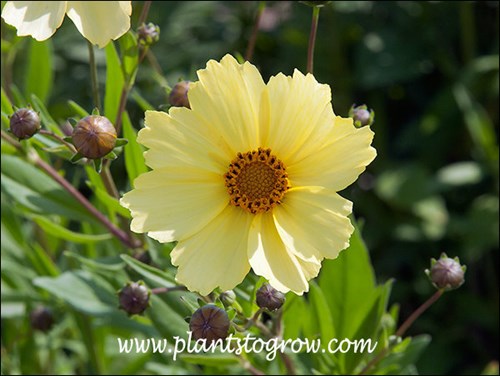 Coreopsis Full Moon has one of the larger flowers of the hardy Coreopsis.